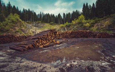 La forêt française depuis Colbert