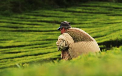 Pas de puissance brésilienne sans agriculture