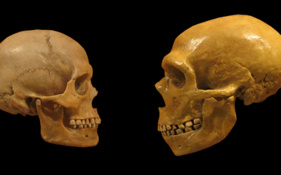 Homo Sapiens et Neandertal : l’hybridation génétique