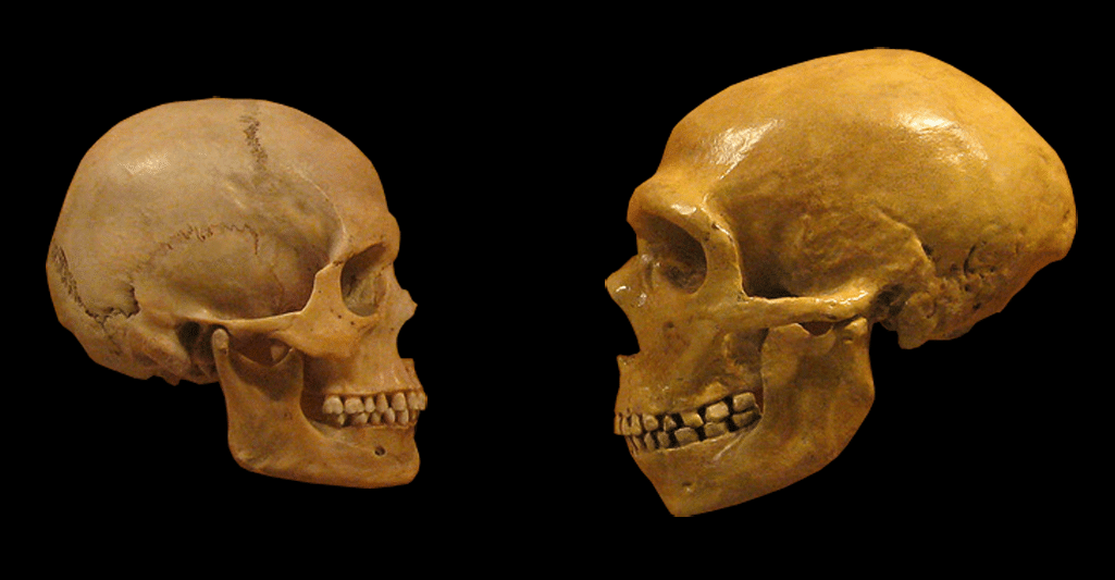 Crânes d'Homo sapiens (à gauche) et de Néandertalien (à droite). (c) Wikipédia