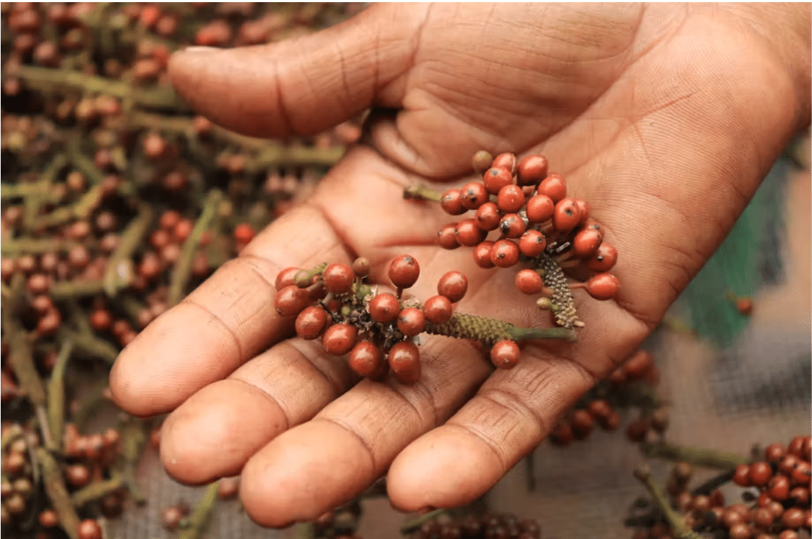 À Madagascar, le voatsiperifery est un poivre sauvage endémique qui suscite les convoitises. Mais son exploitation s'accompagne d'un destruction de son milieu. Jérome Queste/Cirad, Fourni par l'auteur